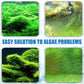 Effective Algae Control for Aquarium🌿